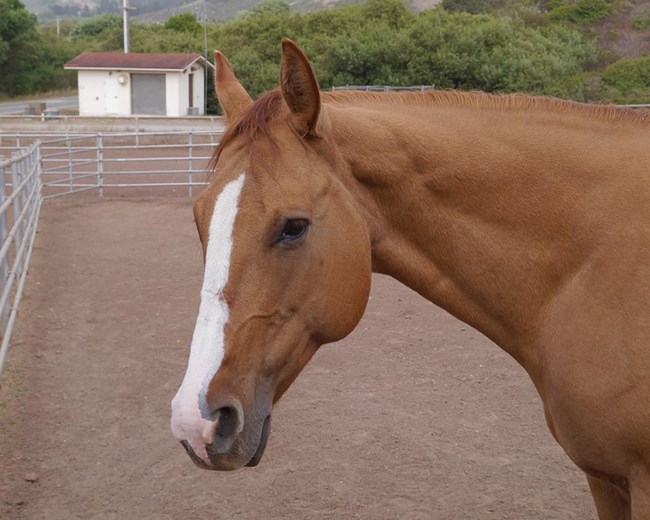 Profile of horse outside of stable.