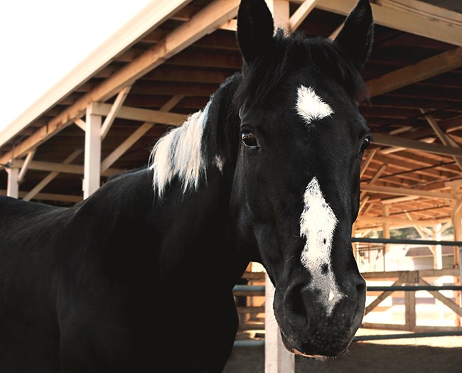 Black horse with white spots named Cooper, NPS patrol horse