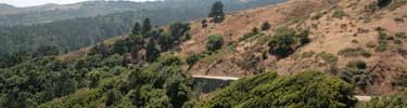 an image of a running trail in Marin