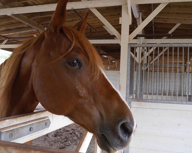 Profile of a horse in a stable
