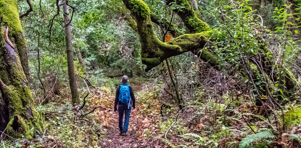 Hiker in the forest at Phleger Estate Hiker in the forest at Phleger Estate