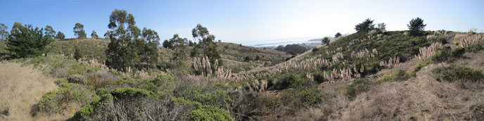 Rolling hills covered in brush and trees with the San Francisco Bay on the horizon. Rolling hills covered in brush and trees with the San Francisco Bay on the horizon.