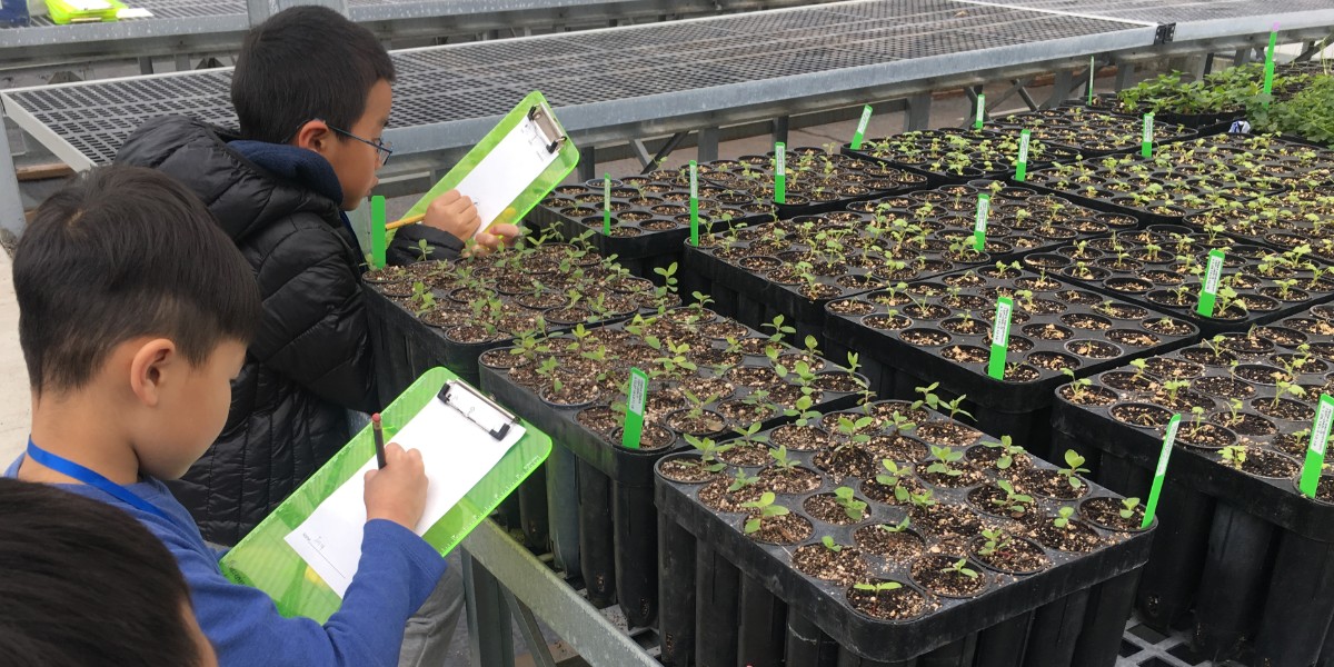 Students writing notes while observing seedlings.