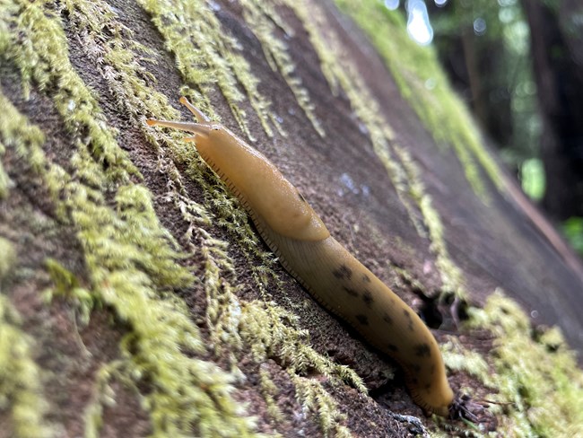 A spotted banana slug crawling on a log in the forest.
