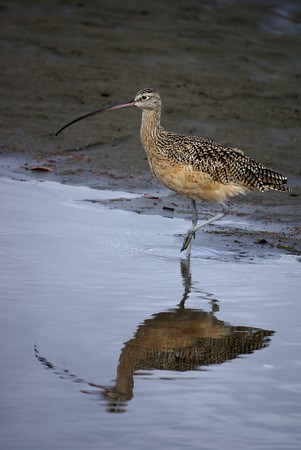 bird by lagoon
