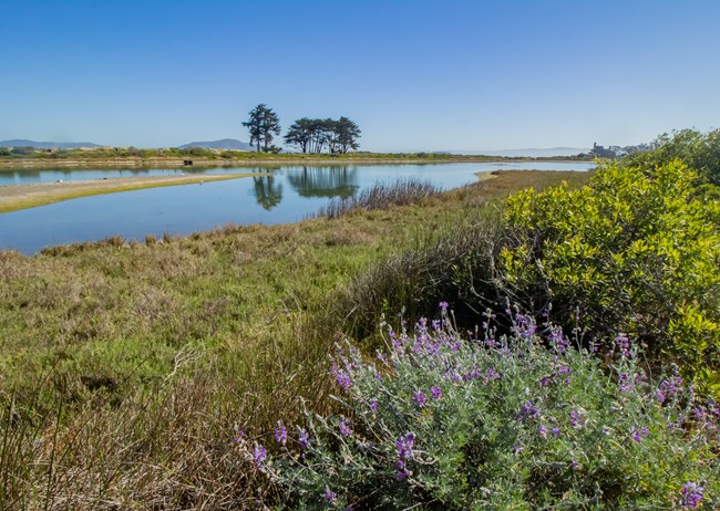 An image of a marsh with purple flowers and bushes along the banks.