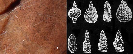 Radiolaria in chert and extracted