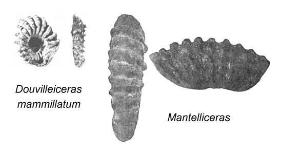 Molluscan ammonite fossils