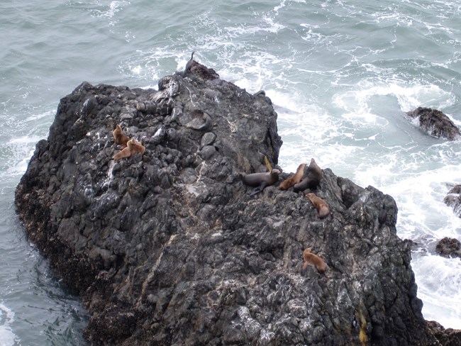 Sea lions resting on sea stack of pillow basalt rocks at Point Bonita