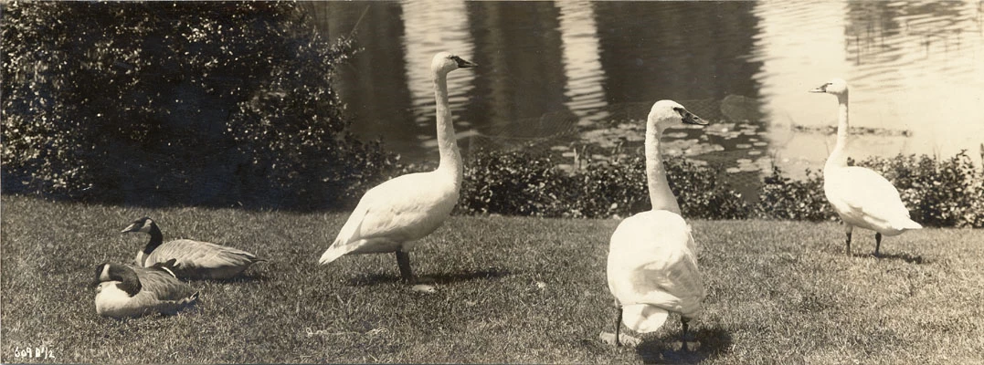FineArtsSwans