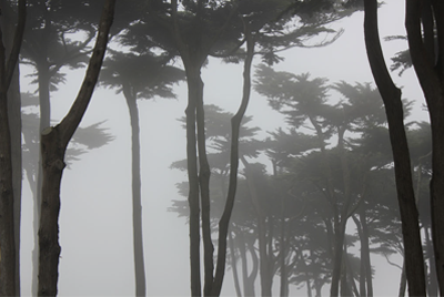 Thick fog through thin trees.