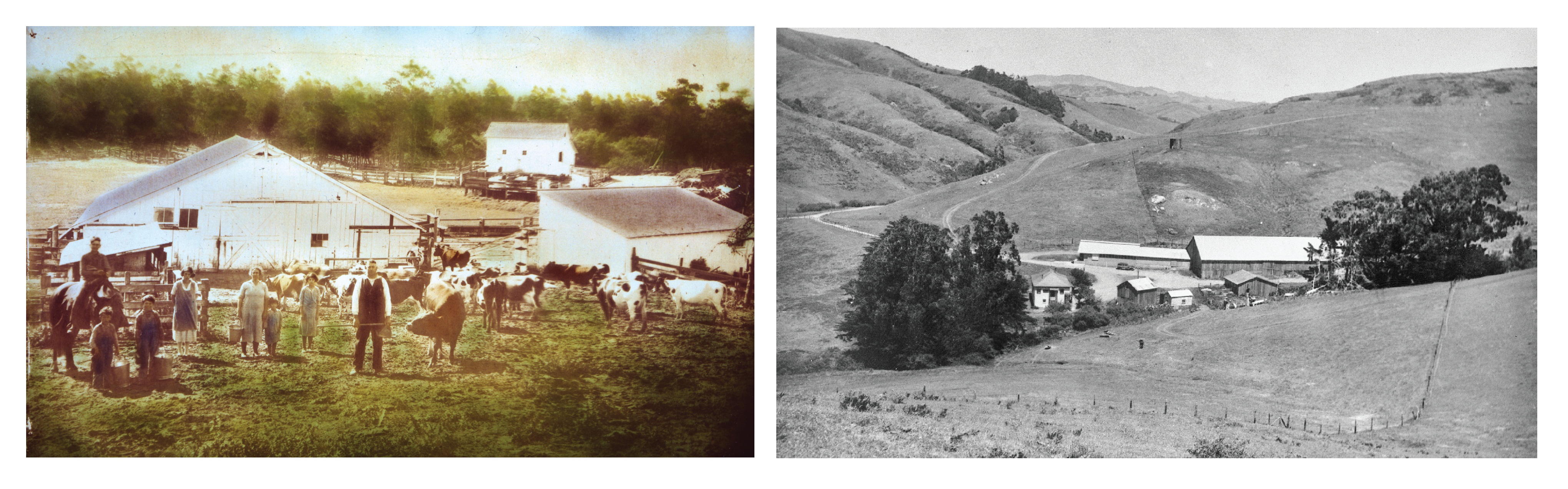 Dairy Ranches of Olema and Tenessee Valley