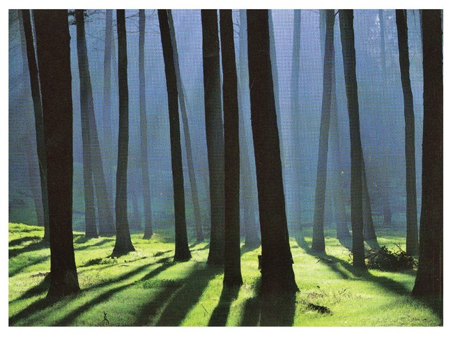 Presidio of San Francisco forest