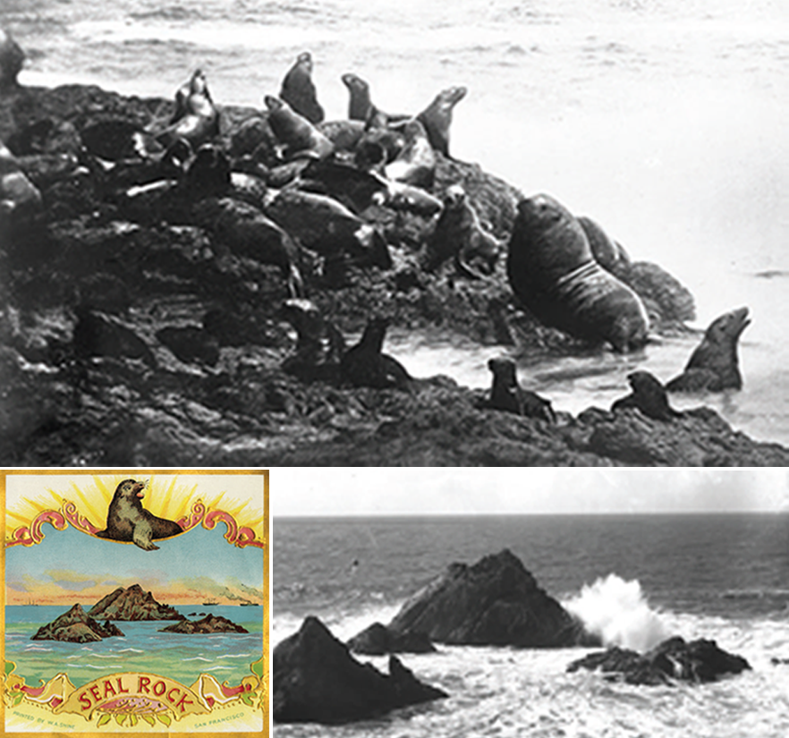 Top: Cluster of sea lions Bottom left: Color illustration of seals and rocks in the ocean. Bottom right: Waves crashing against rocks in the ocean.