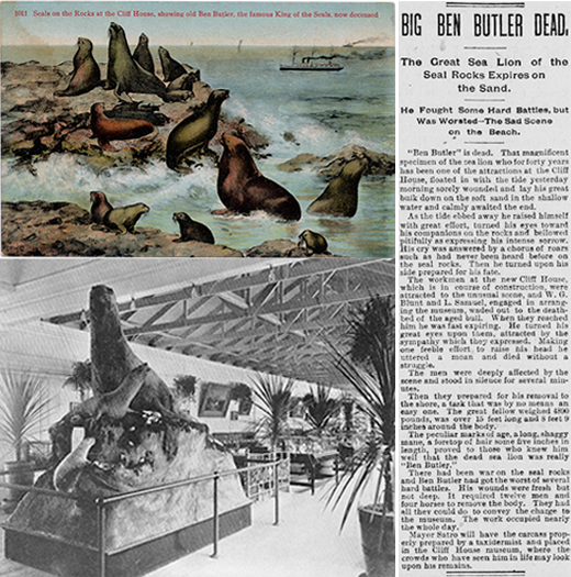 Ben Butler, giant sea lion. Ben Butler, giant sea lion.