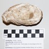 image of fossilized oyster