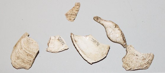 shell-fragments