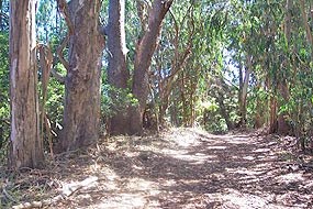 Pacheco Road Fuel Reduction Project