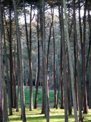 Tall cypress trees and shadows Tall cypress trees and shadows