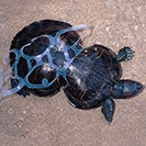 An image of a sea turtle that was caught up in a plastic six-pack holder and eventually grew with it's midsection confined to the narrow space.