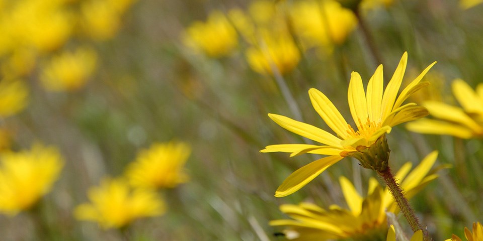 Close up on yellow flower of invasive creeping capeweed in the Marin Headlands