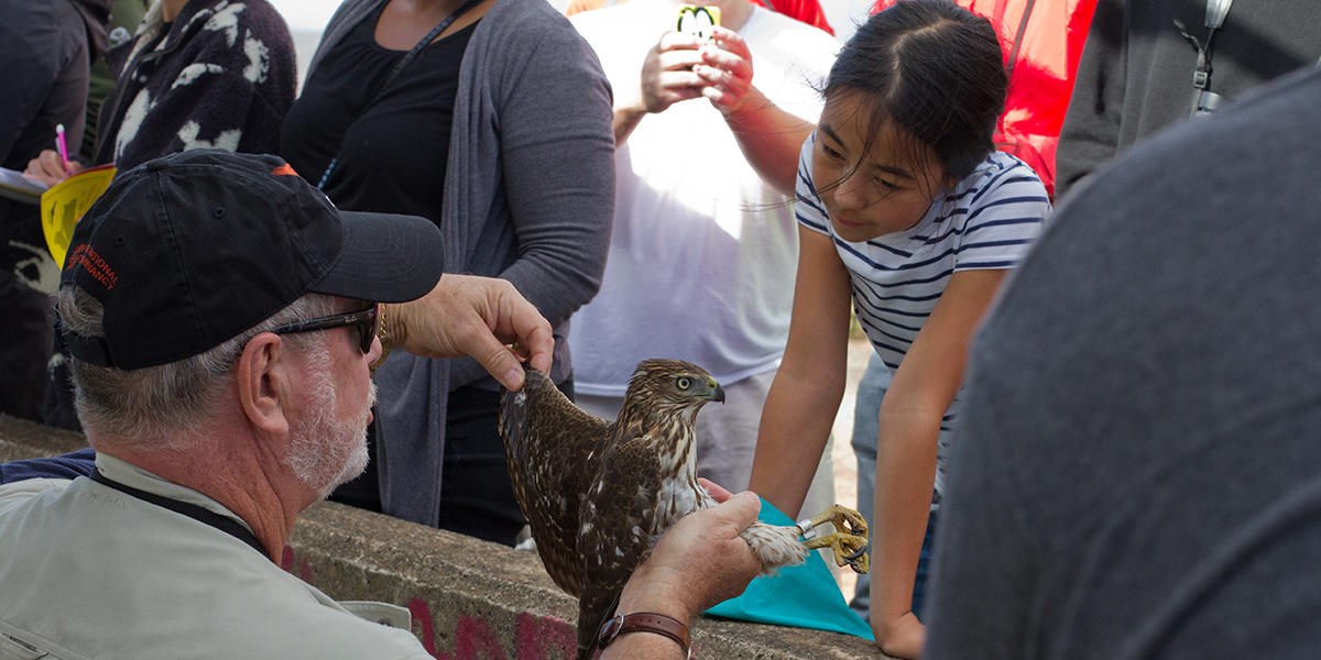 A GGRO holds a recently banded Cooper's hawk out so a child may get a better look.