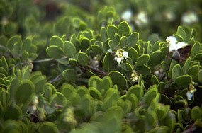 Raven's manzanita on the Presidio coast