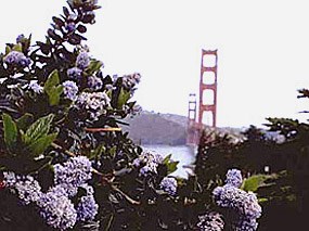 Coast blue blossom overlooking the Golden Gate