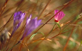 The Presidio Clarkia and brodea at Inspiration Point