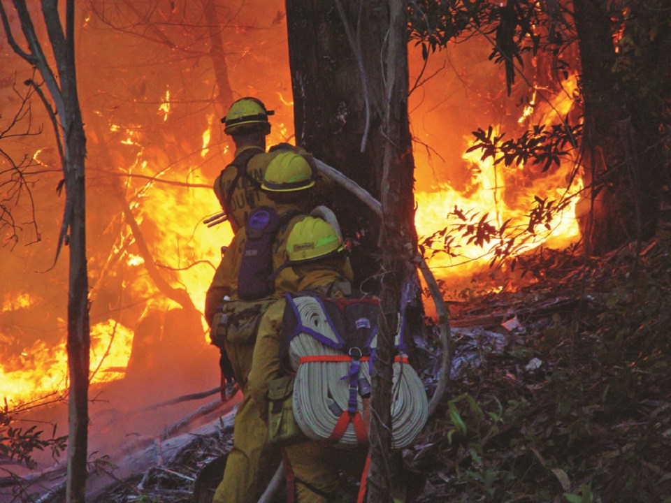 Three firefighters walk towards a fire that lights the undergrowth of trees, carrying hoses