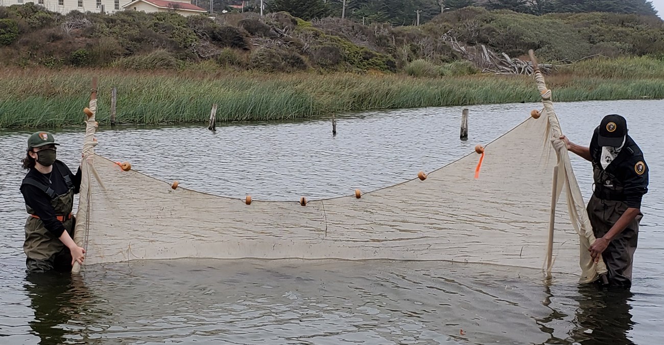 Two NPS field techs use a seine to collect tidewater gobies for population monitoring