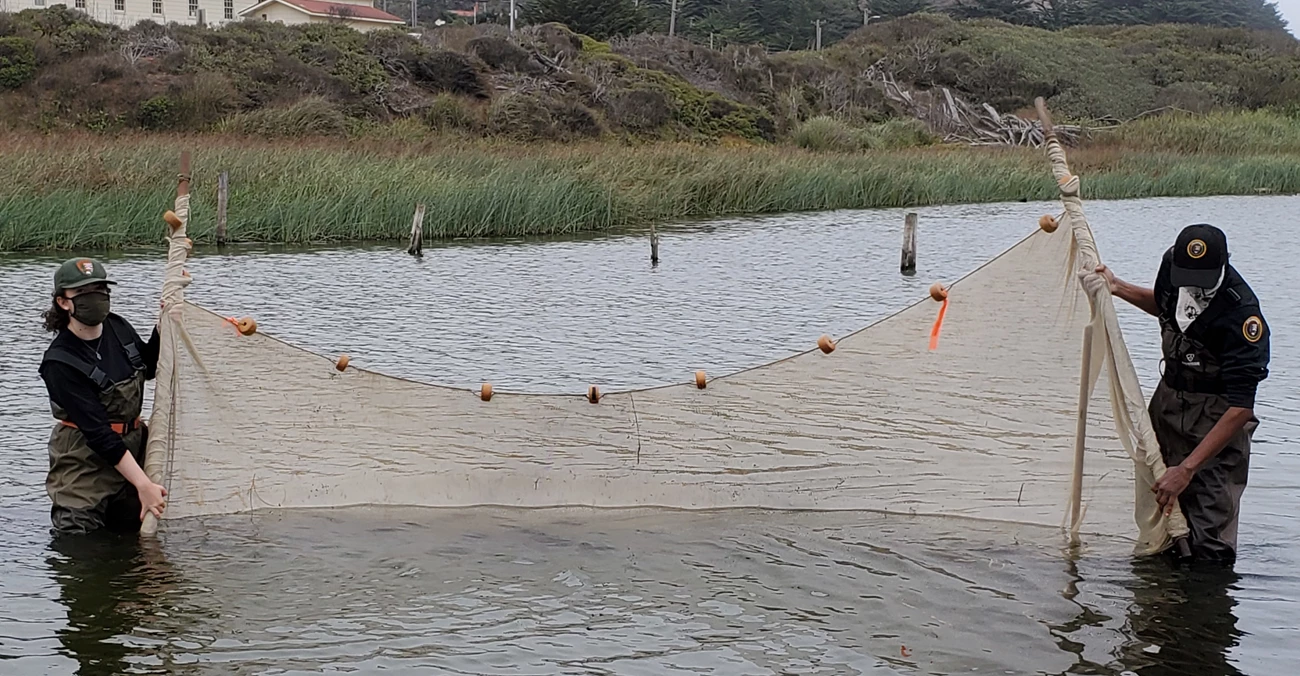 Tidewater Goby Sampling in Rodeo Lagoon Two NPS field techs use a seine to collect tidewater gobies for population monitoring
