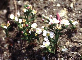 Marin dwarf flax clinging to a rocky outcrop