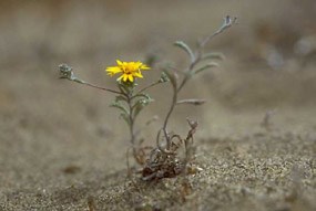 Tiny Lessingia in the dunes of the Presidio