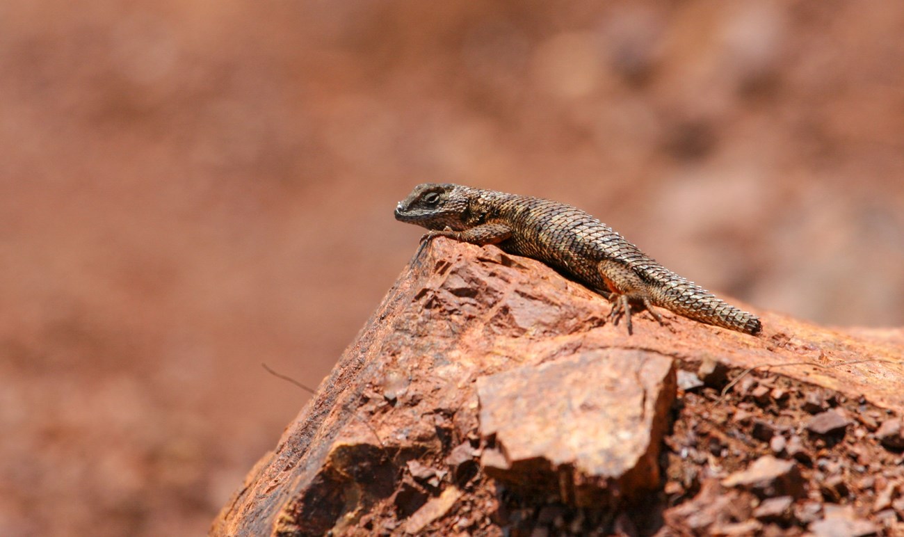 A western fence lizard basks on a rock