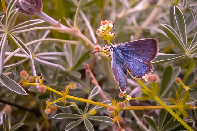 Mission blue butterfly alights on silver lupine.