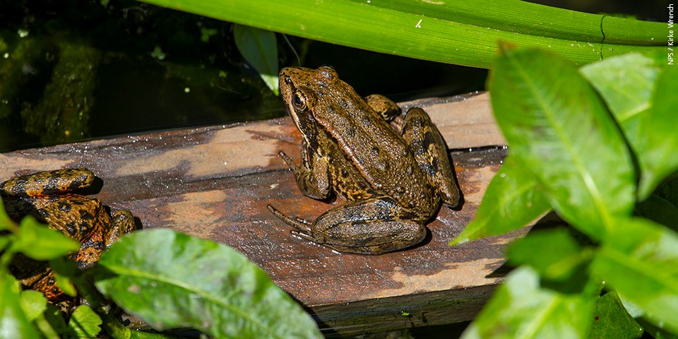 Red-legged frog sits on a piece of wood amongst riparian vegetation on a pond.