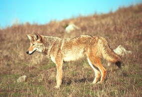 coyote foraging in the rasslands of the marin headlands