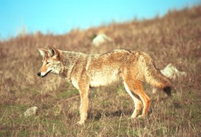 coyote foraging in the rasslands of the marin headlands coyote foraging in the rasslands of the marin headlands