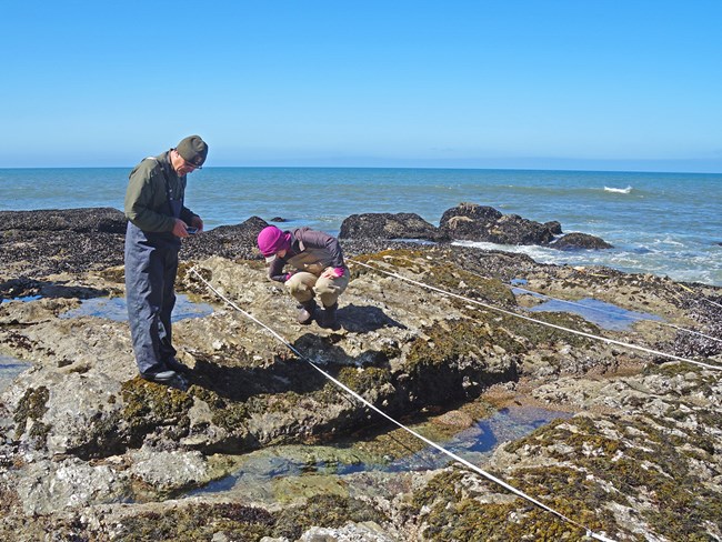 Scientists use transects and measuring tape to look at species that compose tidepool ecosystems