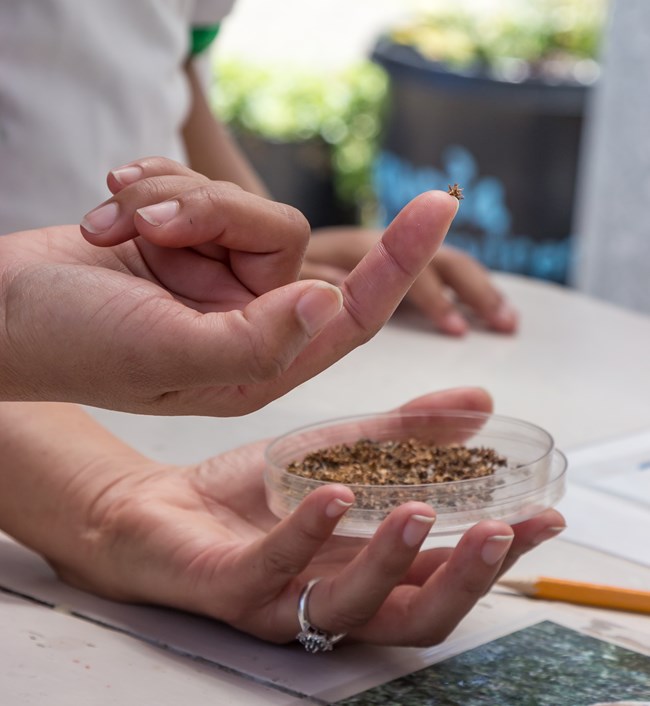 One hand holds a petri dish of seeds, and another displays some seeds on its finger.