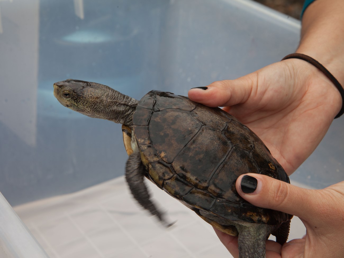 Person holding a western pond turtle