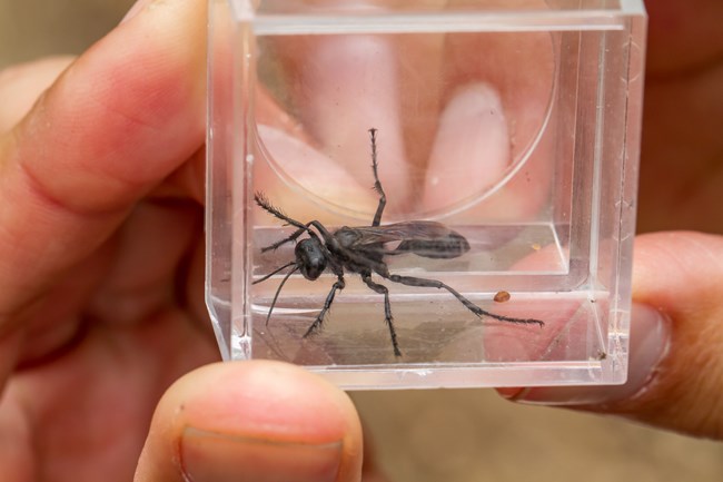 Close up of black insect in specimen container