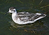 Red-necked phalarope Red-necked phalarope