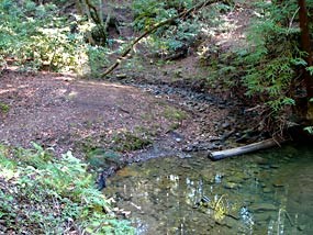 Creek in Phleger Estates Creek in Phleger Estates