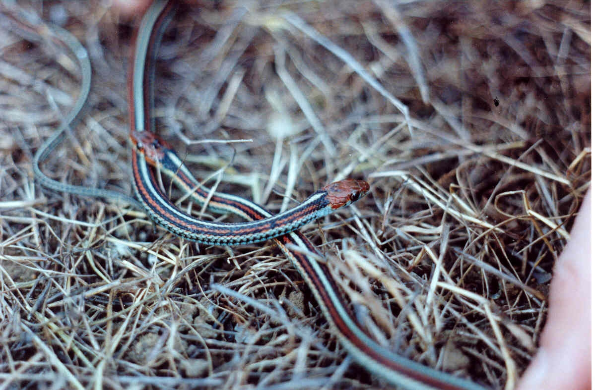 Several red, blue and white striped San Francisco garter snakes on the ground