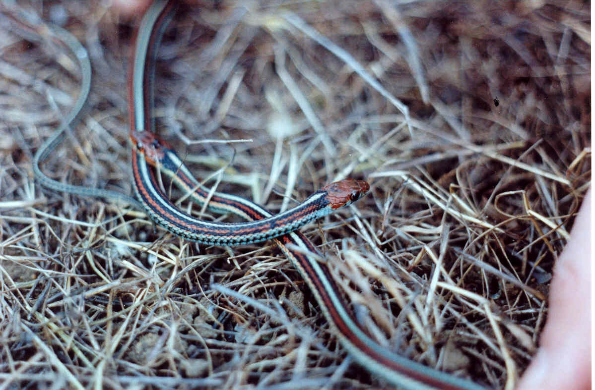 Garter Snake Fast Facts (U.S. National Park Service)