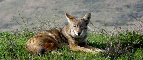 Coyotes are common to the Marin Headlands. Coyotes are common to the Marin Headlands.