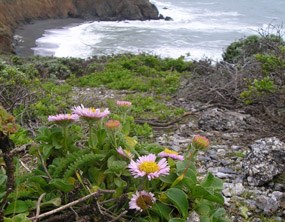 Seaside Daisies overlooking Mori Point Seaside Daisies overlooking Mori Point