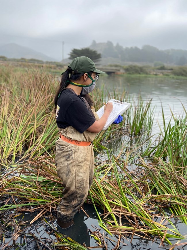 A field tech wearing waders holds a clip board while submerged in Rodeo Lagoon.